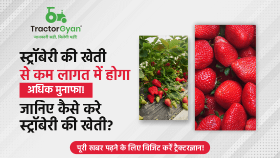 Strawberry Farming - जानिए कैसे और कब करें स्ट्रॉबेरी की खेती Strawberry Farming - जानिए कैसे और कब करें स्ट्रॉबेरी की खेती image
