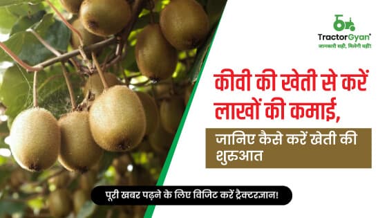 Kiwi Farming - Know everything about how to start kiwi fruit farming in India | Tractorgyan