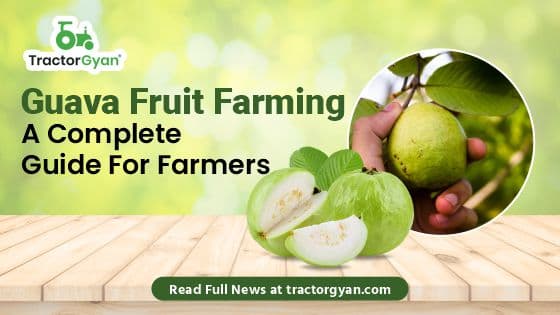 Guava Fruit Farming - A Complete Guide For Farmers Guava Fruit Farming - A Complete Guide For Farmers image