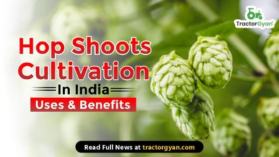 Hop Shoots Cultivation in India – Uses & Benefits image