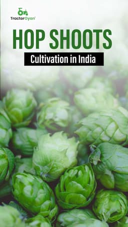 Hop Shoots Cultivation in India | Tractorgyan