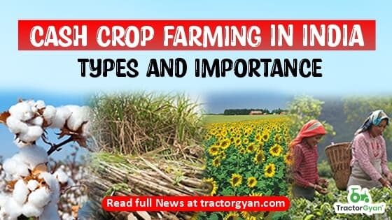 What are Cash Crops of India - Importance & Examples of Cash Crops