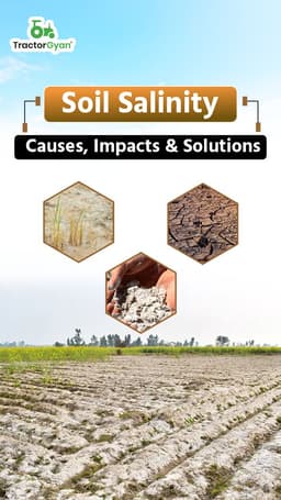 Soil Salinity Causes, Impacts and Solutions