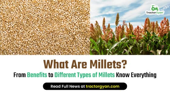 What Are Millets? From Benefits to Different Types of Millets Know Everything What Are Millets? From Benefits to Different Types of Millets Know Everything image