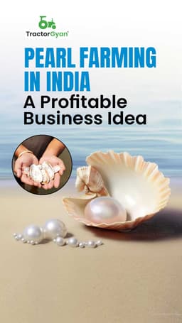 Pearl Farming in India: A Profitable Business Idea