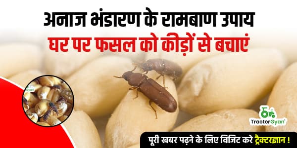 घर पर कैसे गेहूं को कीड़ों से बचाएं, अनाज भंडारण के कुछ अचूक उपाय! घर पर कैसे गेहूं को कीड़ों से बचाएं, अनाज भंडारण के कुछ अचूक उपाय! image