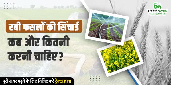 जानिए रबी फसलों की सिंचाई कब और कितनी करनी चाहिए? image