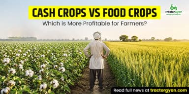 Cash Crops vs Food Crops: Which is More Profitable for Farmers? Cash Crops vs Food Crops: Which is More Profitable for Farmers?