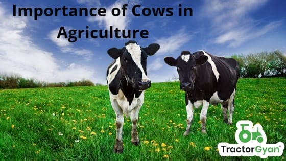 Role Of Cow in Agriculture Role Of Cow in Agriculture image