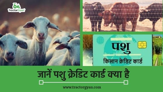जानें पशु क्रेडिट कार्ड क्या है, बिना गारंटी मिलता है 1.6 लाख तक ऋण। जानें पशु क्रेडिट कार्ड क्या है, बिना गारंटी मिलता है 1.6 लाख तक ऋण। image