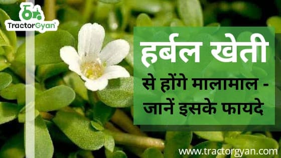 हर्बल खेती से होंगे मालामाल - जानें इसके फायदे हर्बल खेती से होंगे मालामाल - जानें इसके फायदे image