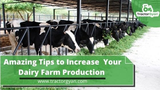 How to Increase Your Dairy Farm Production How to Increase Your Dairy Farm Production image