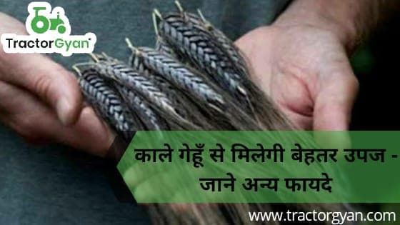 काले गेहूँ से मिलेगी बेहतर उपज - जाने अन्य फायदे image