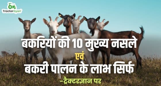 Top 10 Goat Breeds & Profitable Goat Farming Business Ideas image