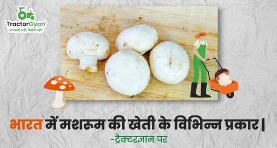 Different Types of Mushroom Cultivation in India Different Types of Mushroom Cultivation in India image
