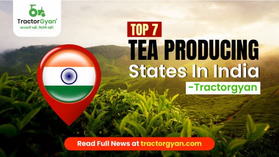 Top 7 Tea Producing States in India (Updated for 2025-2026) image