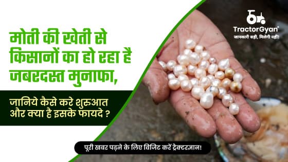 Pearl Farming in India: What is Pearl Farming? Process, Benefits & Investment image