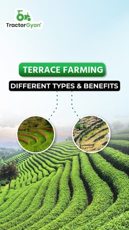 Terrace Farming: Different Types & Benefits Terrace Farming: Different Types & Benefits