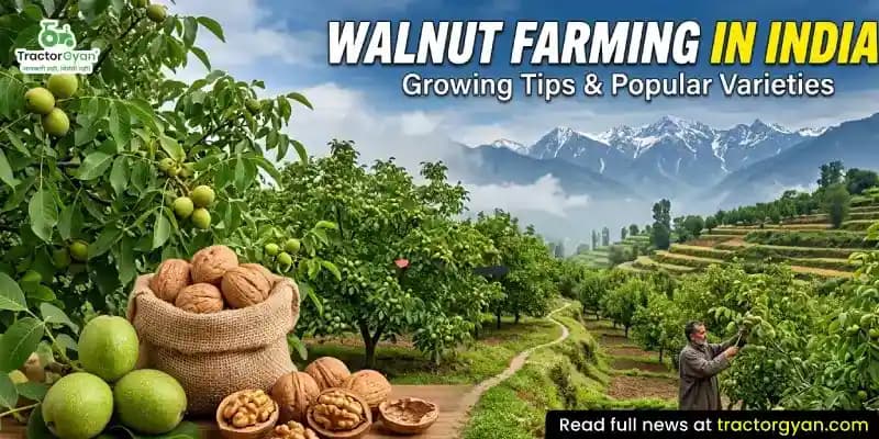 Walnut farming in India: Growing tips & popular varieties Walnut farming in India: Growing tips & popular varieties