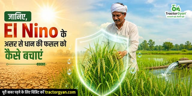 जानिए, El nino के असर से धान की फसल को कैसे बचाएं जानिए, El nino के असर से धान की फसल को कैसे बचाएं image