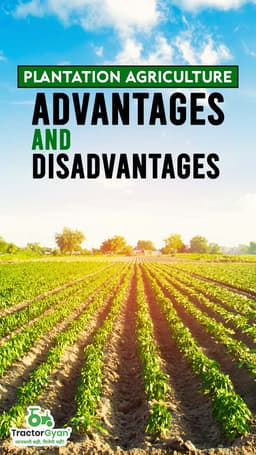 Plantation Agriculture: Advantages and Disadvantages | TractorGyan Plantation Agriculture: Advantages and Disadvantages | TractorGyan